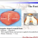 KNEE의 anatomy and biomechanics 이미지