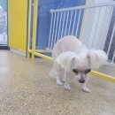 멍언니 쌀롱 이미지