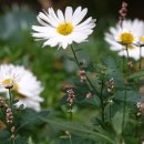 구절초로 이미지