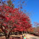 낙동강변로4-29 | 남이섬 단풍 실시간｜입장권 예매 꿀팁·주차 정보·닭갈비 맛집 후기