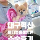 혁신동물병원 | 동물병원] 주말진료도 가능한 "대구 혁신 메디컬 동물...대구 중성화 서혜부탈장 유선종양 질종양 후기