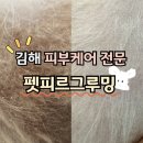펫피르그루밍 네이버블로그