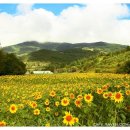 해바라기 이미지