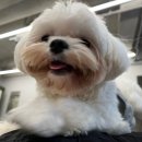 디오네 도그케어 이미지