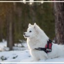 동물병원 WITH-PET 이미지