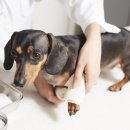 드림24동물병원 이미지