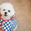 로이펫살롱 이미지