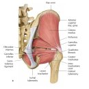 대퇴근막장근과 중둔근의 관계가 만들어내는 고관절 외전의 biomechanics 그리고 고관절의 생체역학 이미지