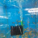 이준열대어 이미지