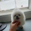 퐁키살롱 이미지