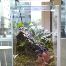 내 책상위의 작은 숲 테라리움 이미지