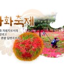 불갑산 상사화 축제 이미지