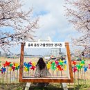 청미천 | 충북 음성 가볼만한곳 감곡 청미천 벚꽃길 명소 벚꽃 축제 실시간