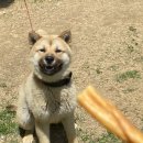 곡성사슴 이미지