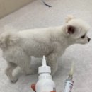 댕스라지 이미지