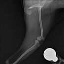 24시 에피소드 동물 메디컬 센터 이미지