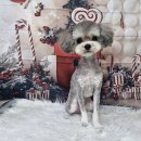 우아한개 이미지