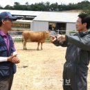 녹색목장 이미지