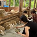 정다운목장 | 강원도 평창 필수코스 대관령 양떼목장 가격, 주차, 먹이주기 체험 후기