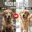 원미트 | 어머나! 산책 후 강아지 털에서 나온 게.. 3만원대 틱미트 장갑, 이거 실화?