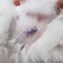 강영석동물병원 이미지