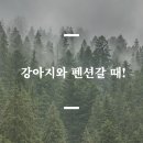 우리고 펫택시 이미지