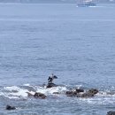 산호상회
