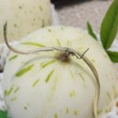 정담청과