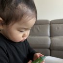 튼튼 가축인공수정소 | 아기 크레용 허니스틱 보베베 컬러링북 집콕 아이템 추천 후기