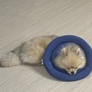 래온동물병원 이미지