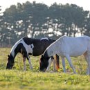 큰들축산 이미지