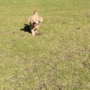 마산애견 이미지