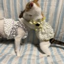 강아지랑 고양이 이미지