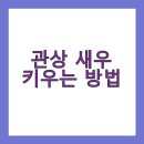 (주)체리블루 | 관상 새우 키우는 방법 👉 왕초보도 7일 안에 수조 완성하는 법!