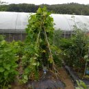 병양농장 이미지