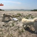 동물농장 이미지