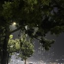 복기애견 이미지