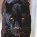 블랙피스트 네이버블로그