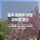 상지화원 | 정저우 여행 | 丰乐樱花园 겹벚꽃 만개 후기 + 아이랑 가기 좋은 4월 벚꽃 명소