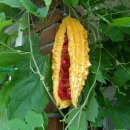 여주-0091 이미지