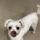 해든솔 | 반려인해든솔님의 유기농 가을 산밤과 자색고구마 나눔(이벤트 당첨 후기)