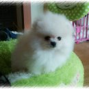 소미애견 농장 이미지