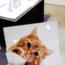 청림동물병원 네이버블로그