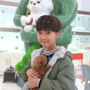 대구강아지분양 테디럽 | 대구강아지분양 테디럽 만족한 분양과정!