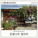 스테이로뎀 | 충북 옥천여행 가볼만한곳 장미 만개한 예쁜 공방 로뎀나무
