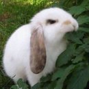 찐토끼 네이버블로그