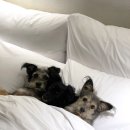 온앤오프 퇴계원 엘병원점 | 경주 애견 동반 호텔 키녹, 1등 객실 스위트룸 숙박 후기