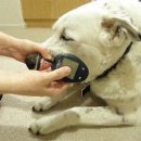 한빛동물병원 이미지