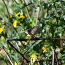 소청도의 솔새사촌(Dusky Warbler) 이미지