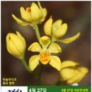 4월 27일. 한국의 탄생화와 부부 사랑 / 금난초, 은난초, 은대난초, 복주머니란 등​ 이미지